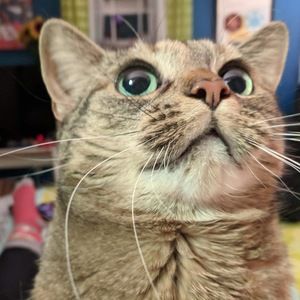 Meet your Posher, Bess